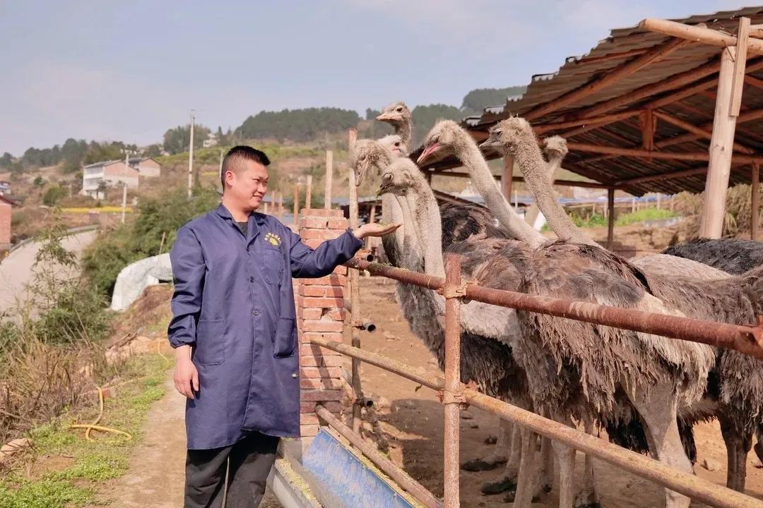 80后青年农民养殖鸵鸟,大学生回来养鸵鸟创业