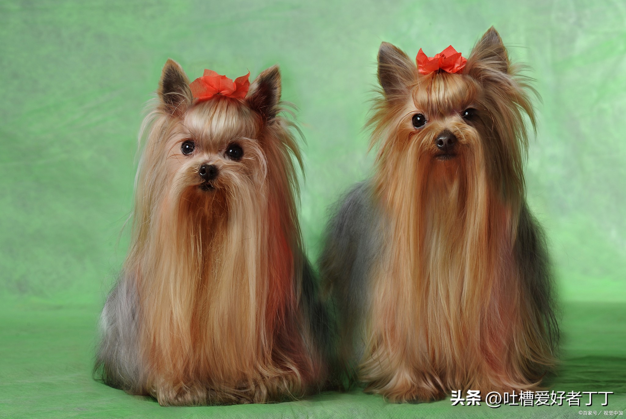 小型宠物狗品种有哪些,小型宠物狗养什么品种比较好