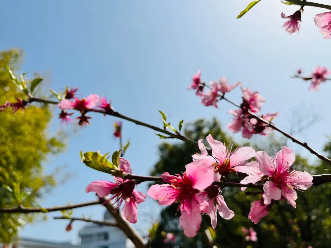 271教育|芳菲万里等你相遇——第一山无限*光春**好