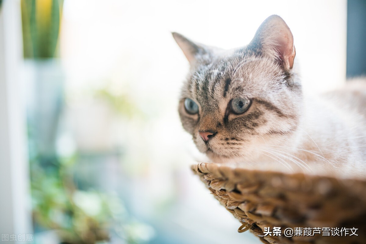 从两篇《猫》谈起——阿宝老师的“作文经”（一四五）