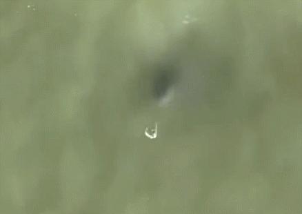 长江鲢鳙鱼群,湖北为什么鲢鳙多