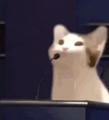 猫核酸检测有必要做吗,猫做核酸粤语视频