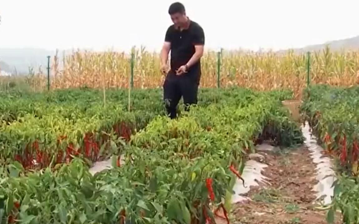 甘肃“辣椒王”刘彦斌,年产值亿万元,带动5000多户农户一同致富