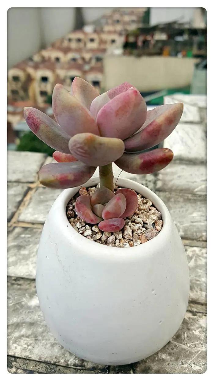 静夜多肉适合新手养吗,多肉暗冰适合新手养吗