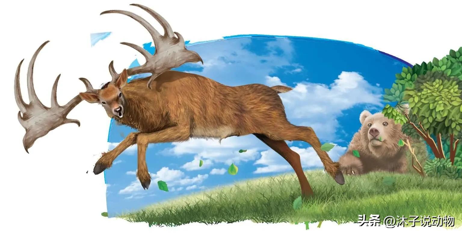 大角鹿灭绝,巨大角鹿灭绝了多少年