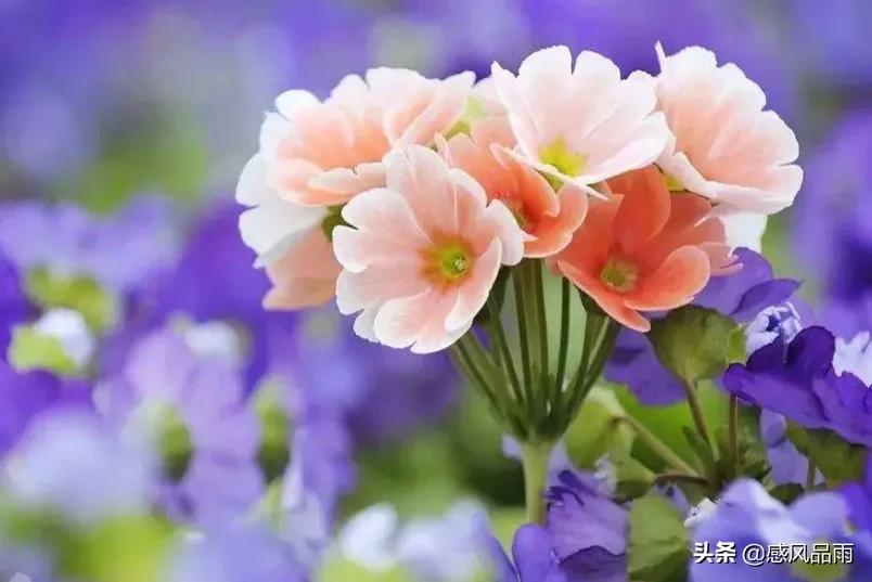 九十九朵美丽的国花送给你