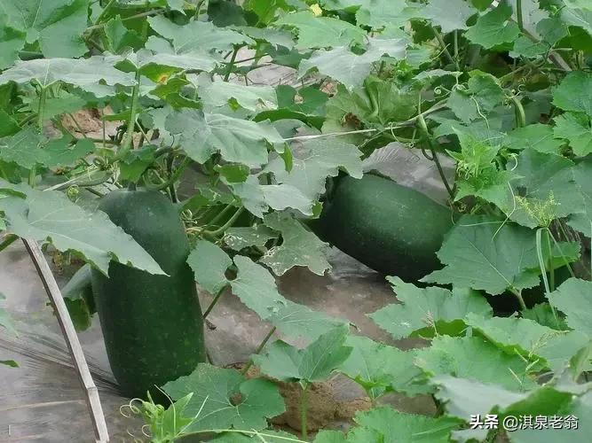 冬瓜稳产高产栽培技术计划书,冬瓜高产的管理方法