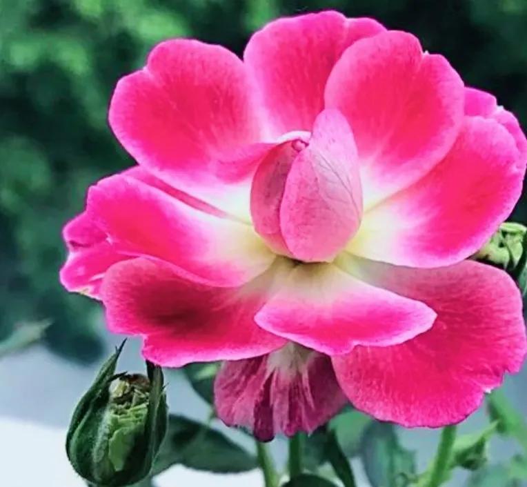 在头条创作4天的心路历程,头条创作注意事项