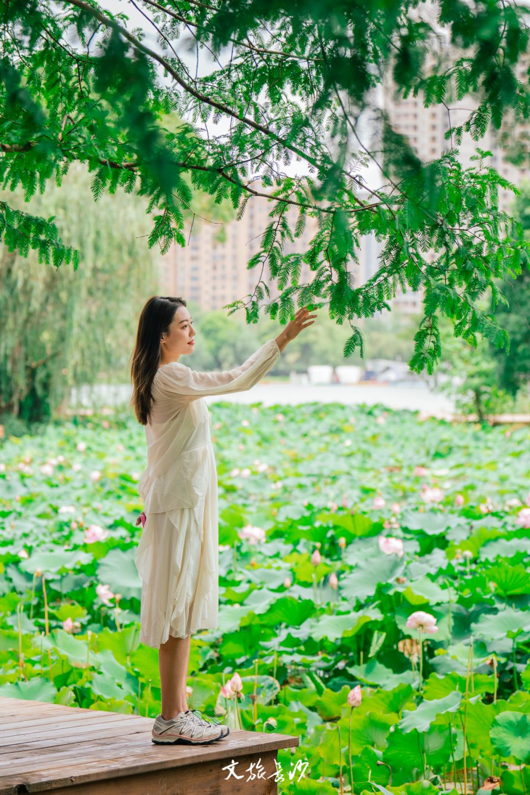 长沙赏秋去哪里,长沙第一波赏荷地图
