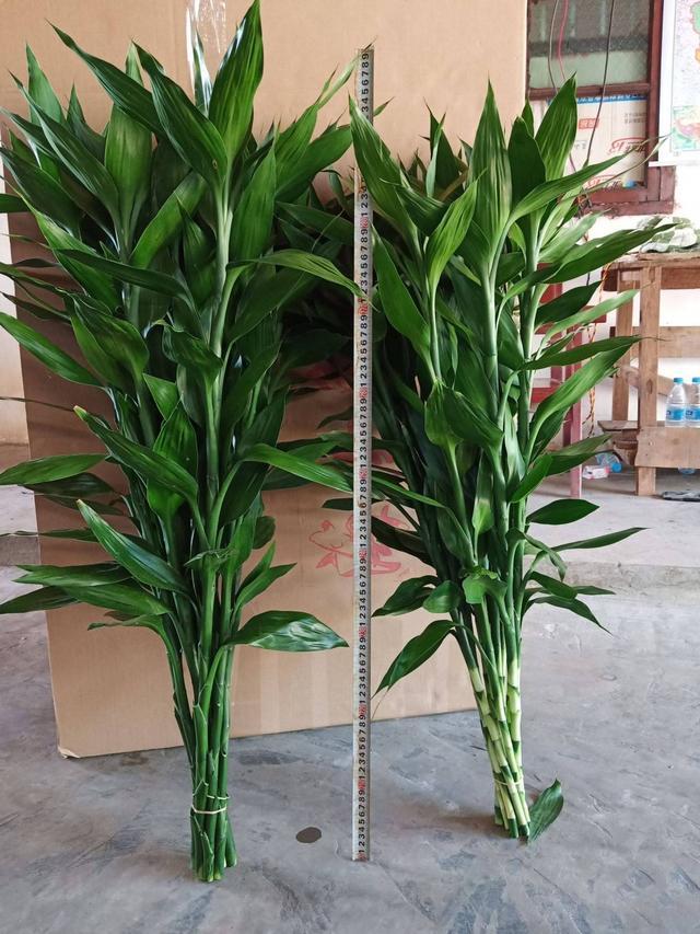 富贵竹养单不养双有这一说法吗,为什么富贵竹不可以乱养