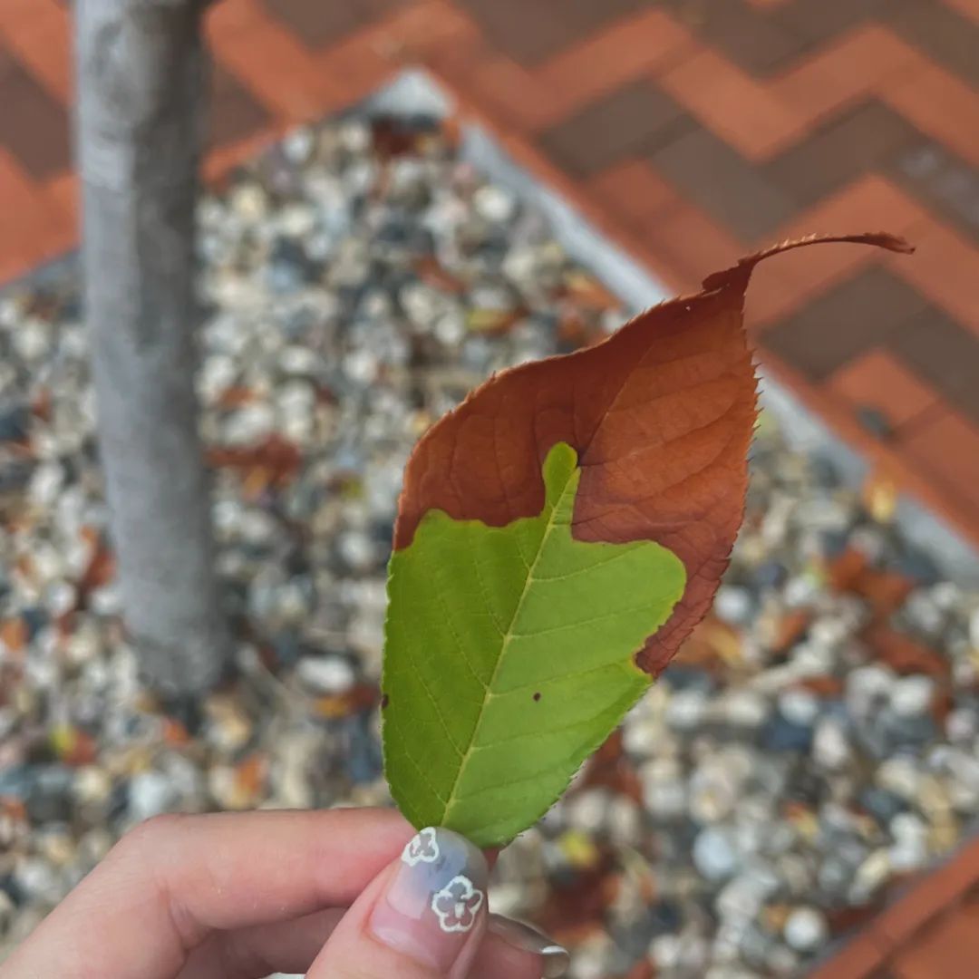 9月，谢谢你们送来的秋天