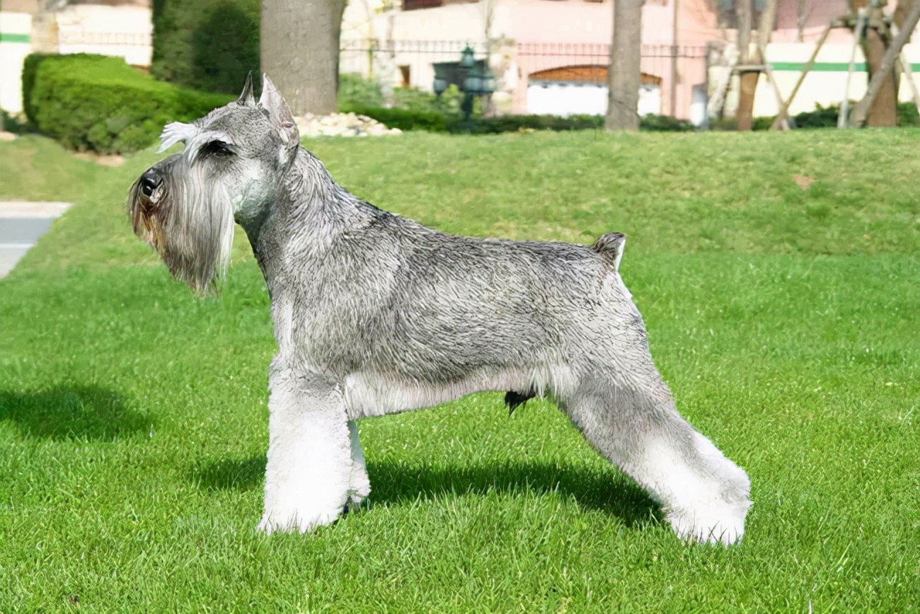 雪纳瑞能喝感冒药吗,雪纳瑞可以吃的消炎药有哪些