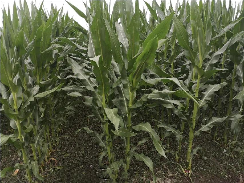 什么玉米种抗涝抗旱又高产,什么样的玉米最稳产最高产