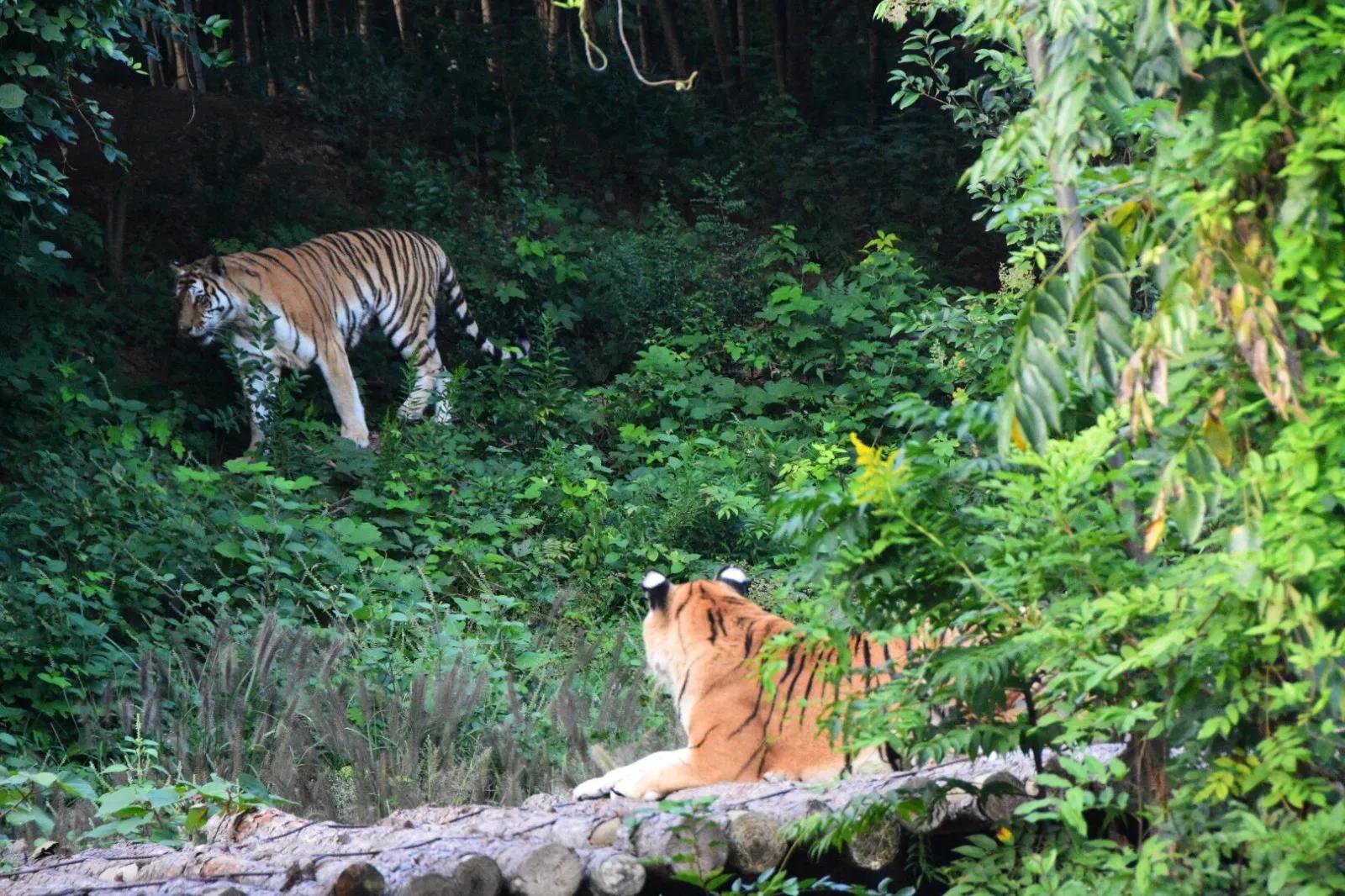 广州长隆野生动物世界有大象吗,广州长隆野生动物世界有多少动物