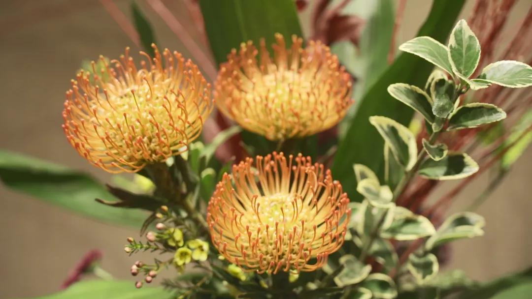 66万盆菊花东湖公园菊花展,东湖公园菊花展有哪些菊花