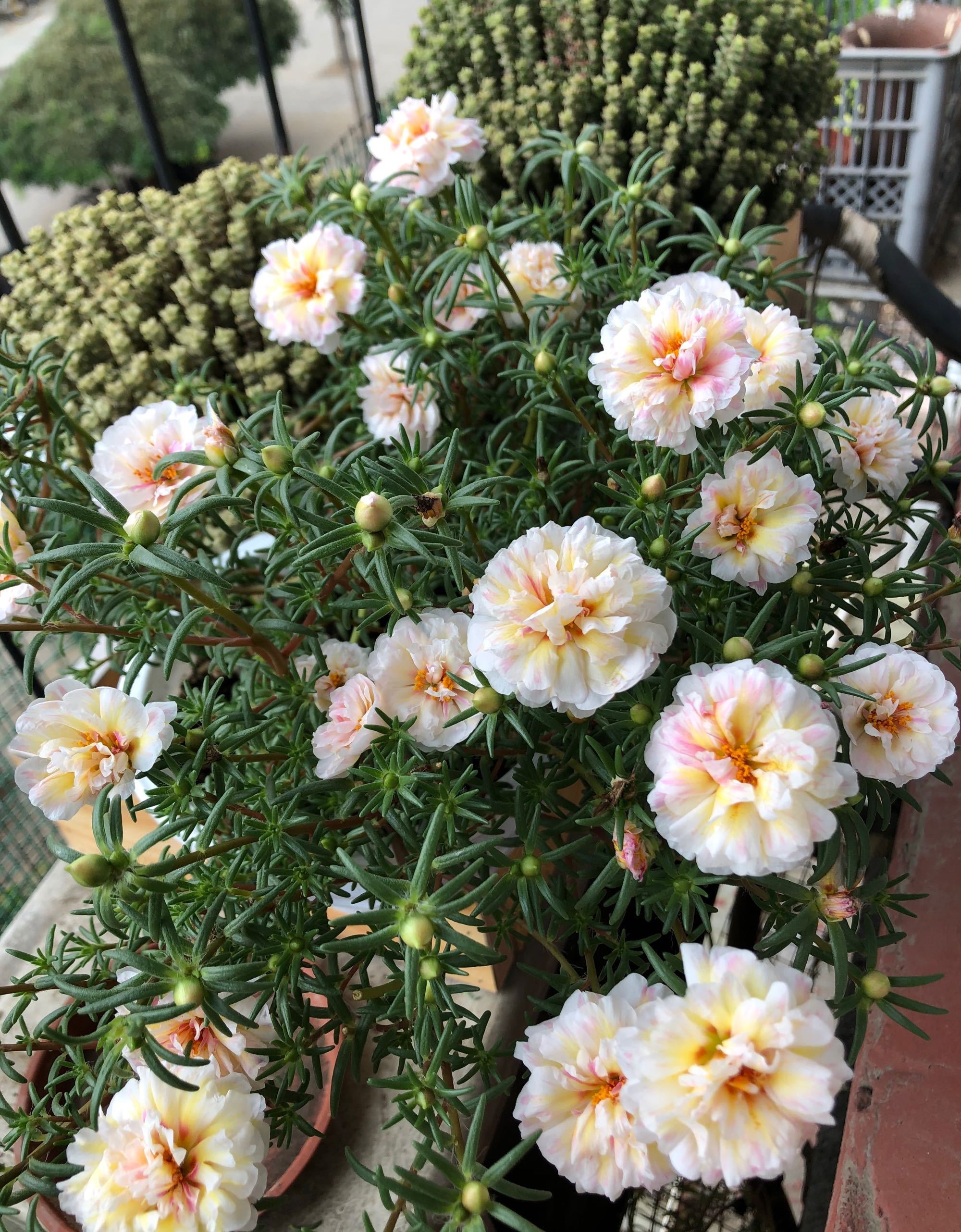 开花时间长又好看又好养的太阳花,太阳花是一种特别皮实好养的花