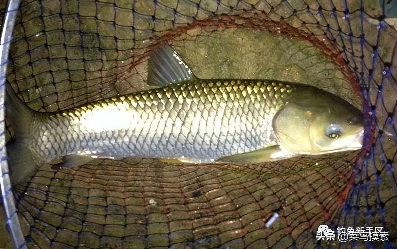 红虫皮筋颗粒怎么挂,红虫皮筋颗粒适合野钓吗