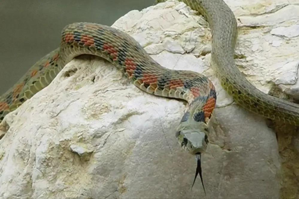 美女养毒蛇竟然成功了年赚千万,江西一男子养毒蛇