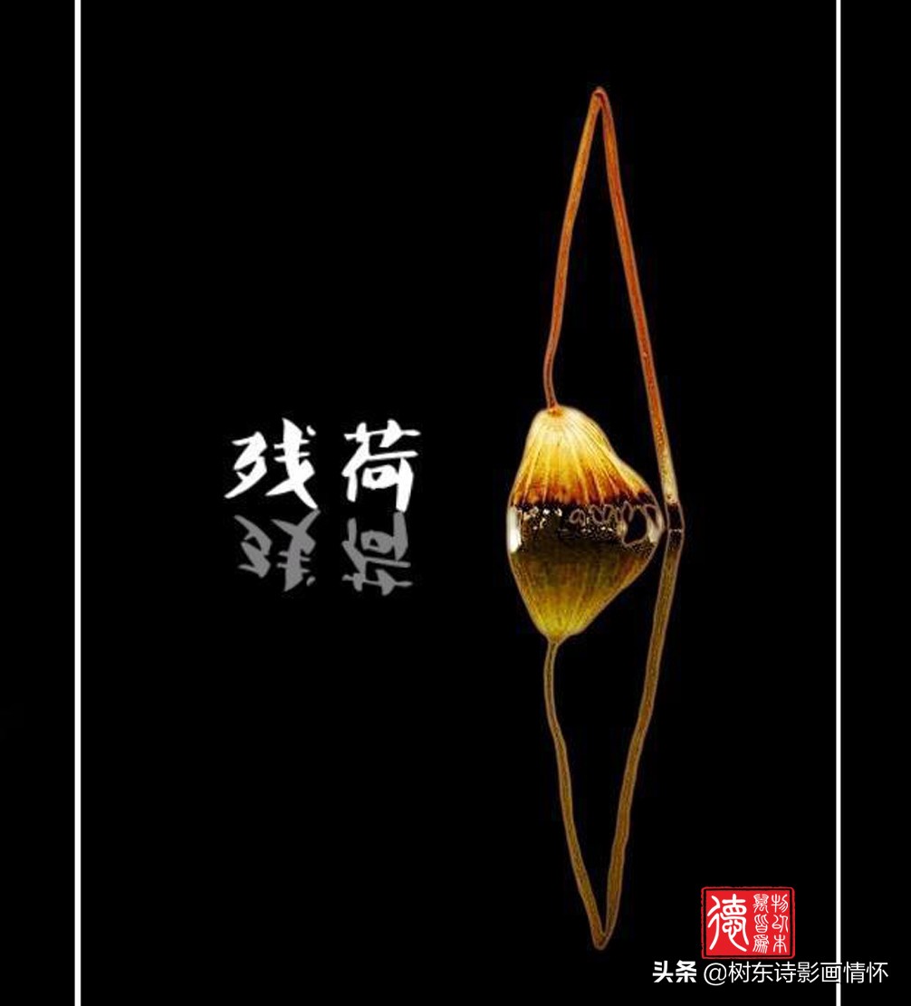 荷花美出淤泥而不染,这才是真正的荷花出淤泥而不染