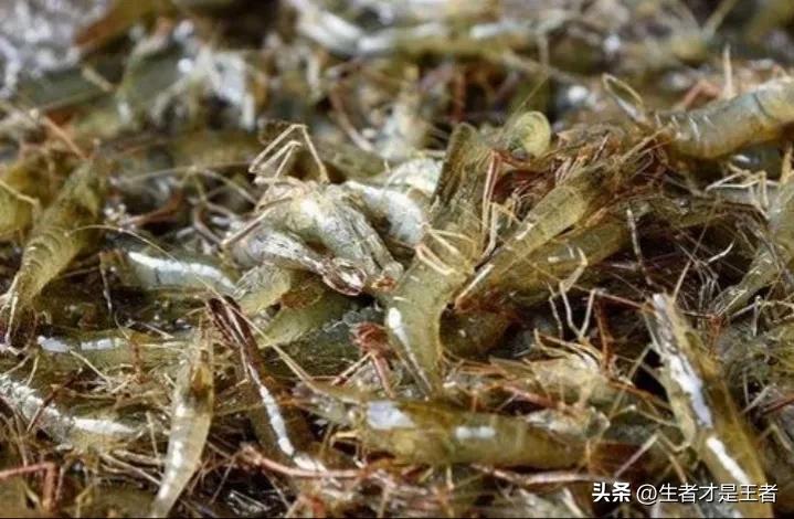 水煮虾的正确水煮方法,水煮虾子的煮法