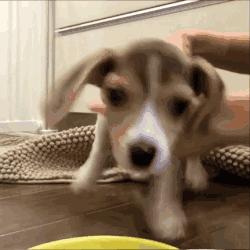 如何培养出一只乖狗狗,粘人猫怎么培养