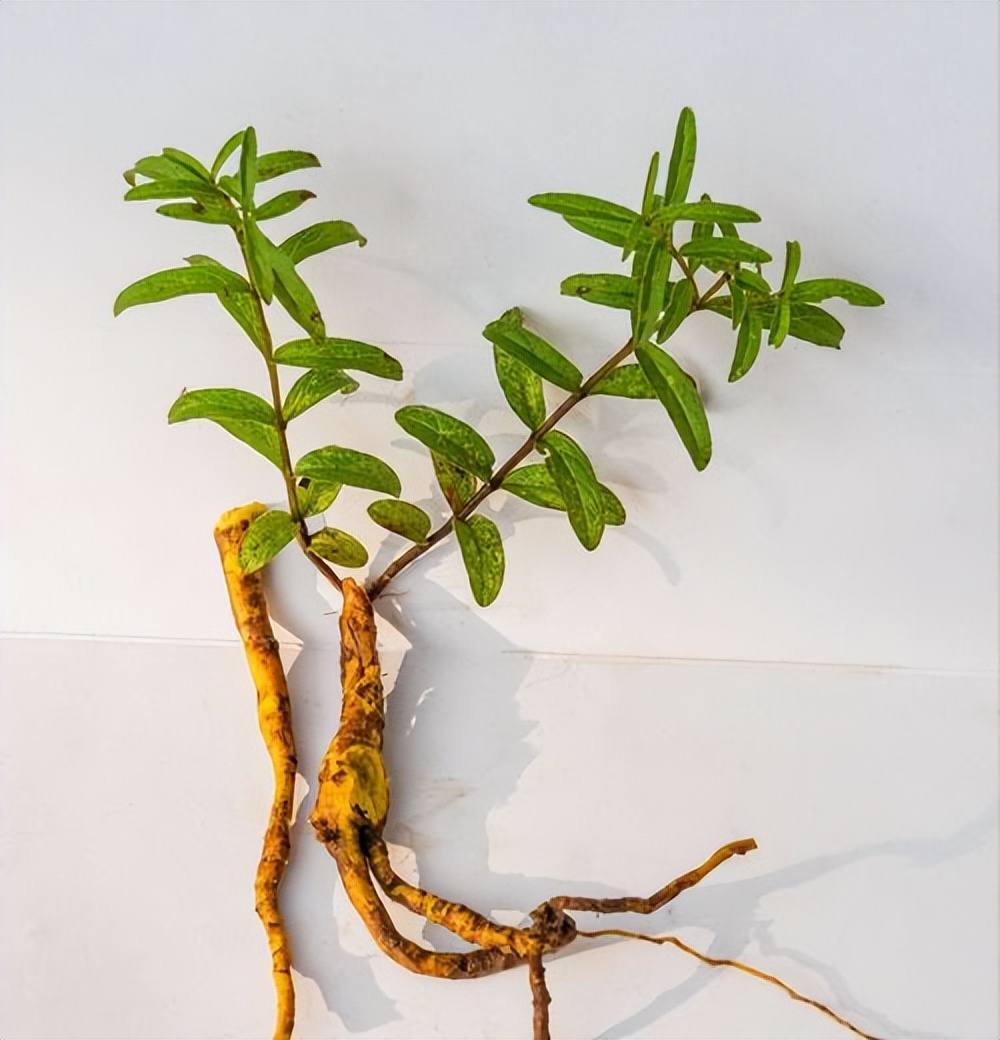 走近中医揭秘健康秘笈,中医甲状腺疾病科普