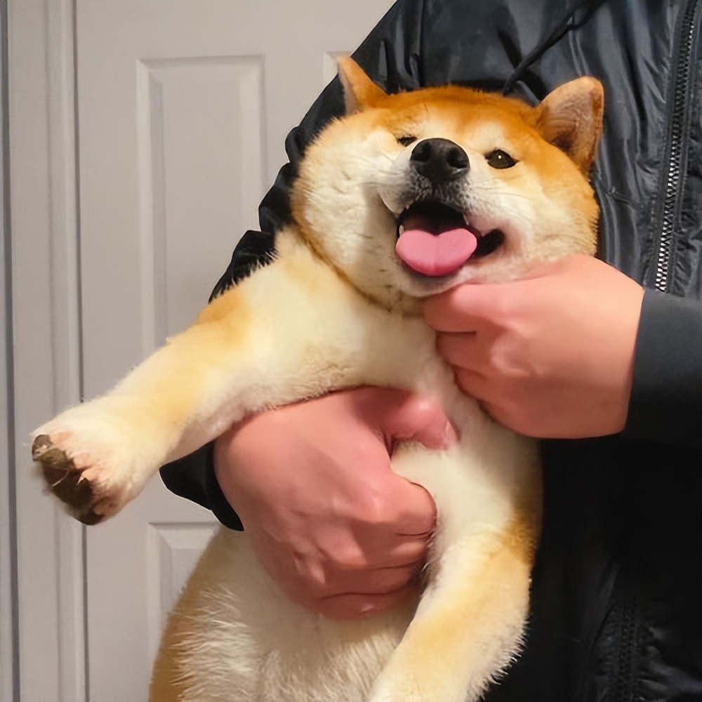 狗狗这些表现证明被你养熟了,幸运的狗狗遇到好主人