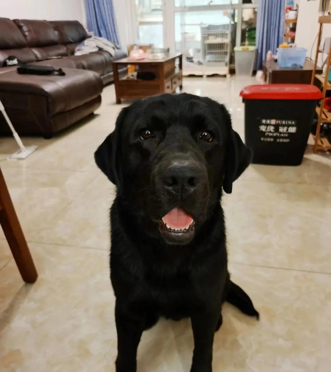 什么方法能彻底根治狗狗皮肤病,最快有效的治疗狗狗皮肤病方法