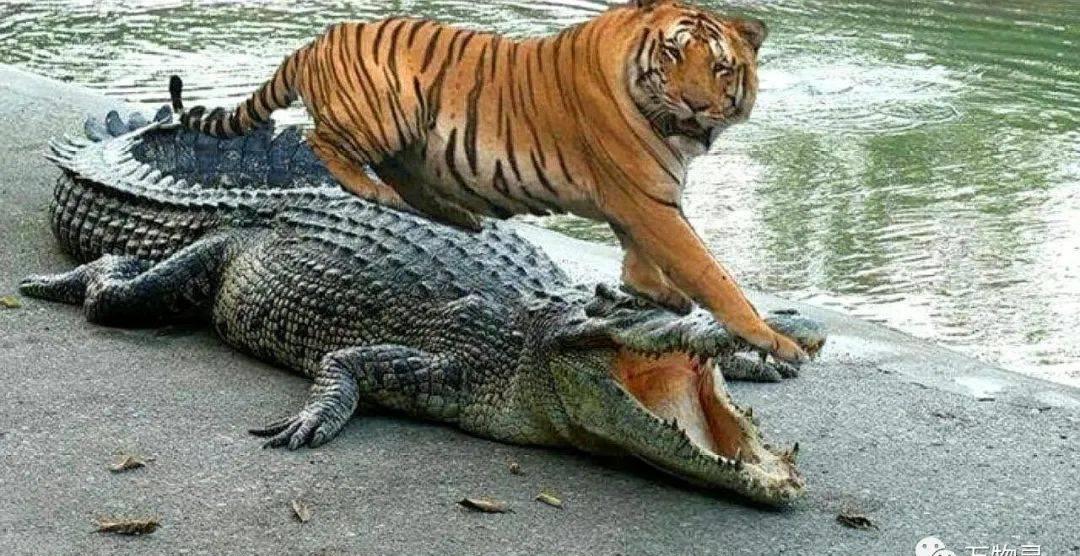 野性老虎vs鳄鱼,野性决斗