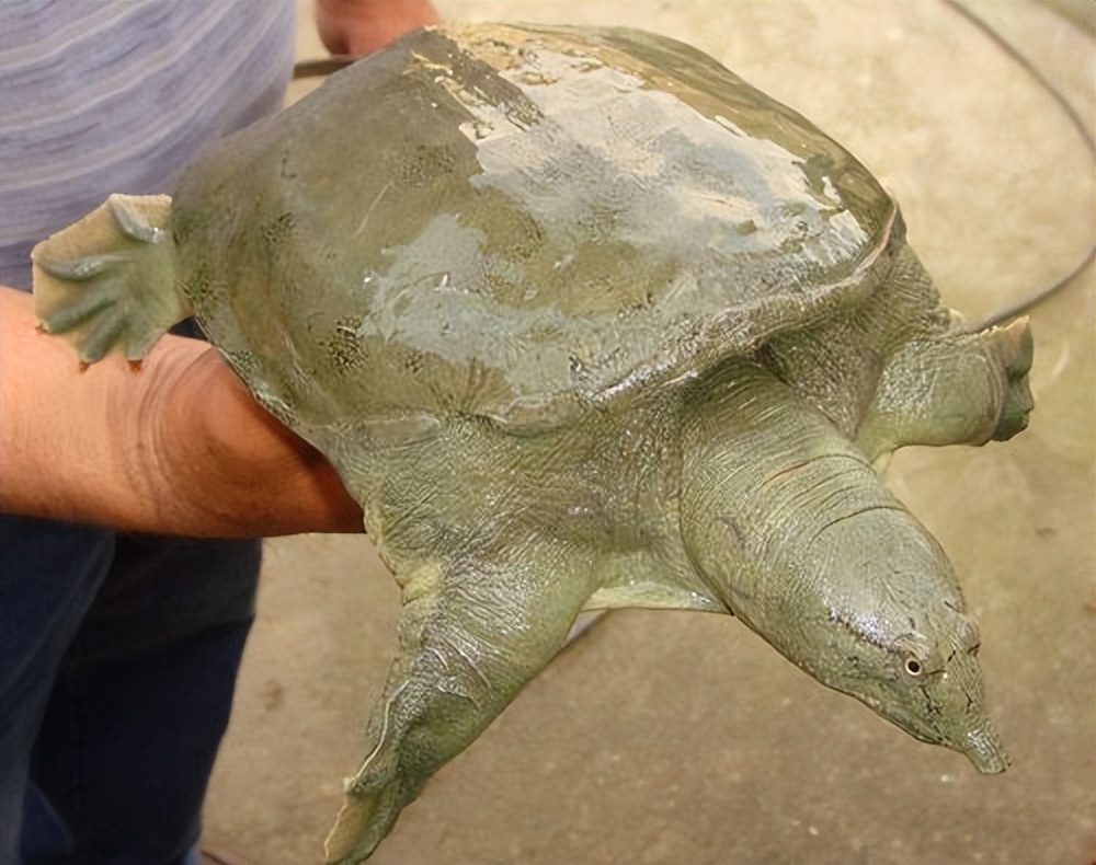 养殖哪个鳖种有前景,中华鳖养殖现状及未来发展