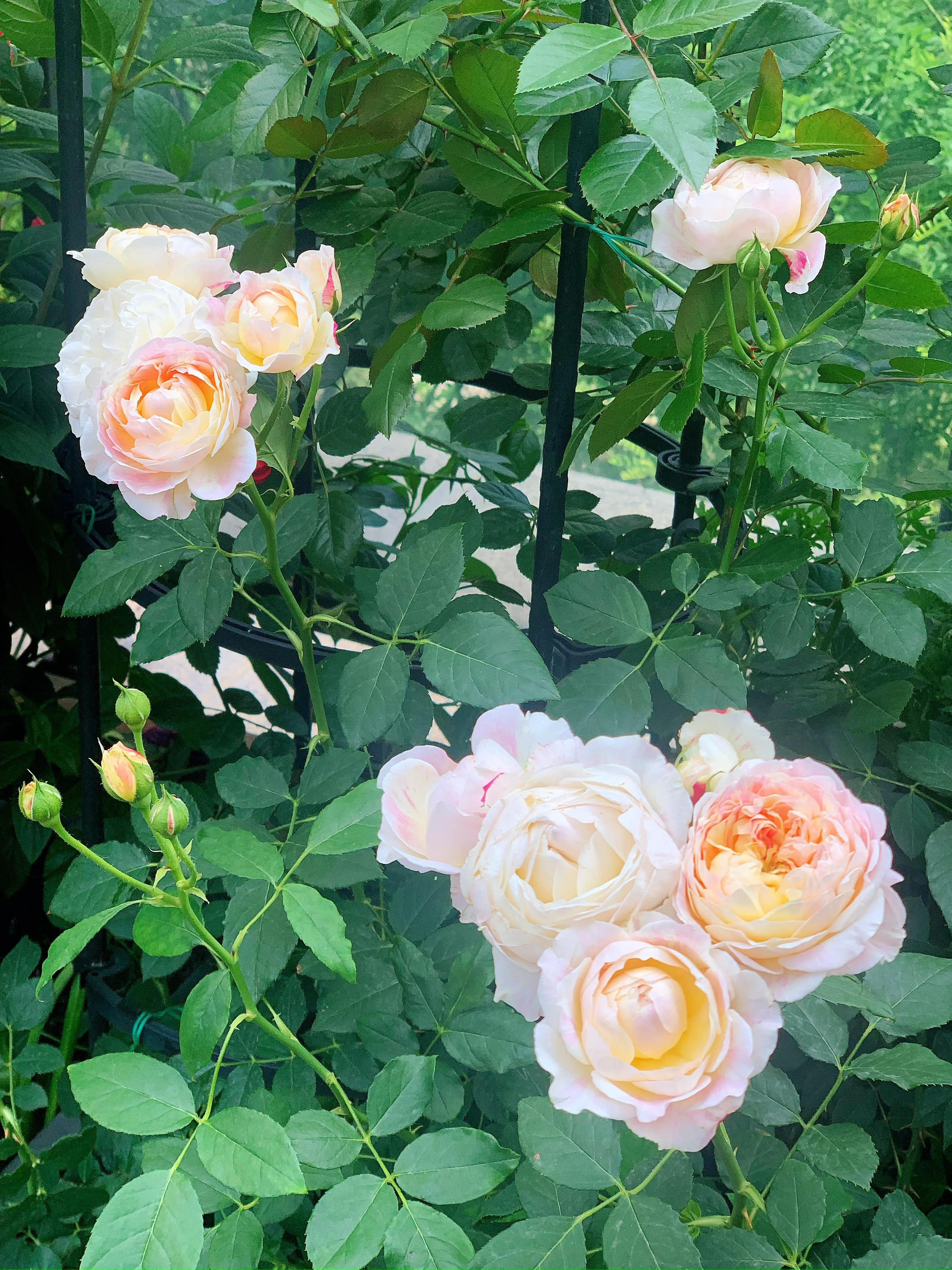 花期长又香的月季花园,花期超长又好养的经典月季