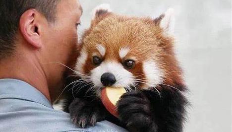 大熊猫平安活着吗,小熊猫为什么没有大熊猫可爱