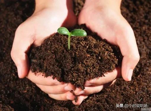 养花诀窍这几个养花知识要牢记,室内养花夏天怎样才能不逗蚊子