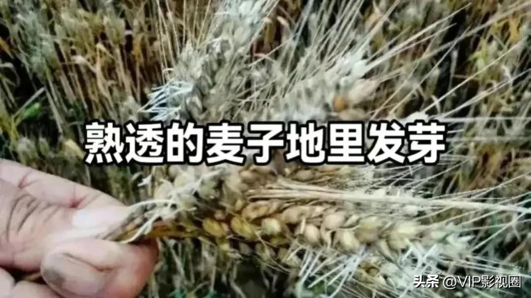 央媒六问收割机事件央广网,央广网六问河南收割机下高速