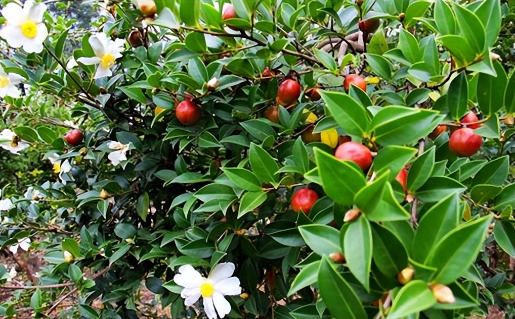 金浩有机茶籽油,金浩茶油科普