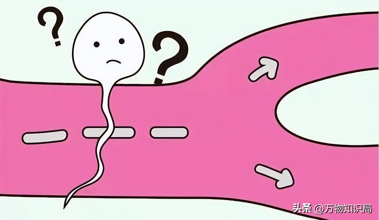进入女性体内后，没“受精”成功的精子都去哪儿了？既好笑又心疼