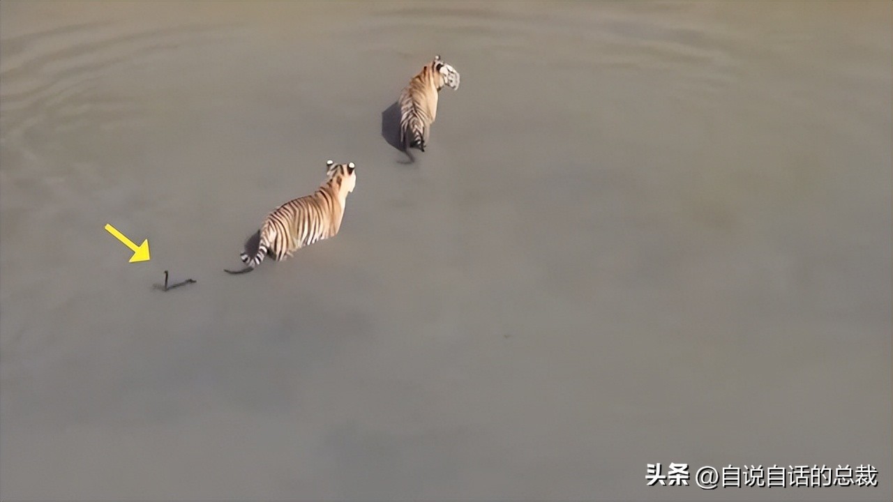 鸭：一鸭战四虎？弹射胜航母？鸭子的真相，也许超乎你的想象