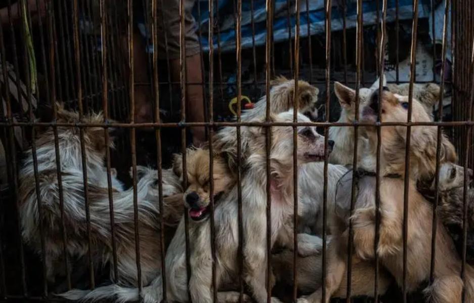 广东别墅小偷被狼狗咬死,狼狗袭击真实事件