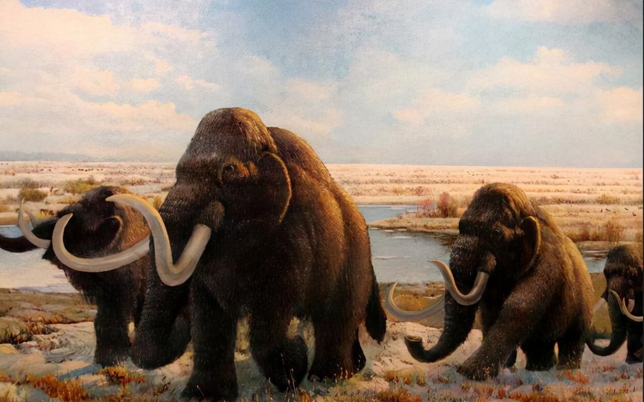 巨型猛犸为何灭绝,猛犸多少年前灭绝的