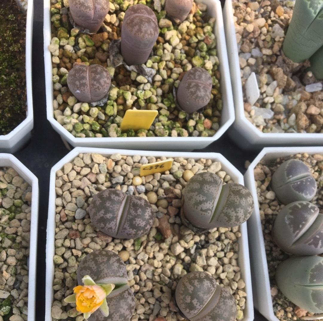 多肉生石花中间长出小芽怎样办,多肉生石花用纯颗粒土控养怎么样