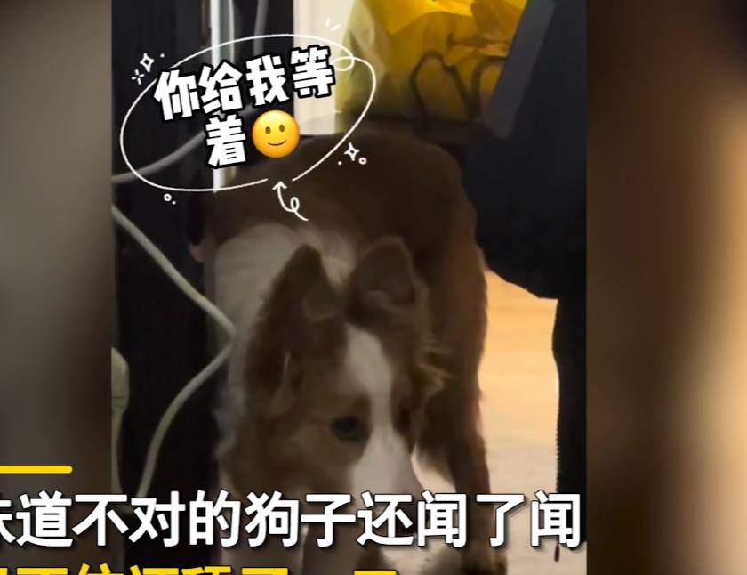 狗子喜欢咬数据线怎么办,狗子喜欢咬电线怎么办