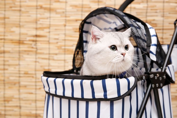 养猫会出事吗,养猫不容易得的病