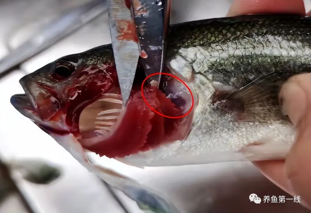 鱼脑出血什么原因,鱼脑溢血