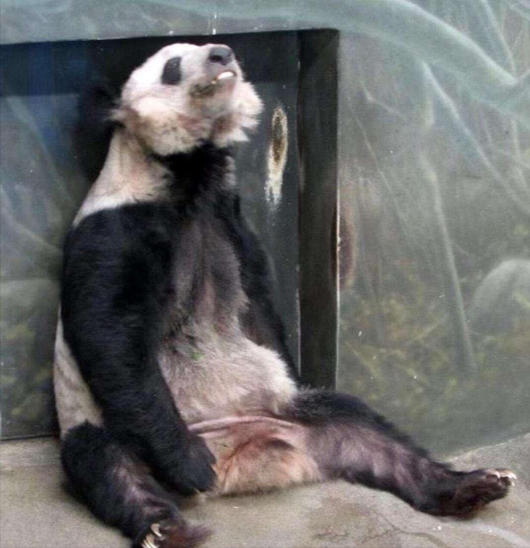 租大熊猫挣钱吗,租熊猫的钱可以造航母吗