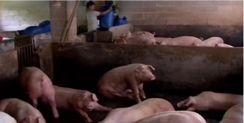 广西小伙养草鱼卖400,5亩养殖草鱼一年能赚500万