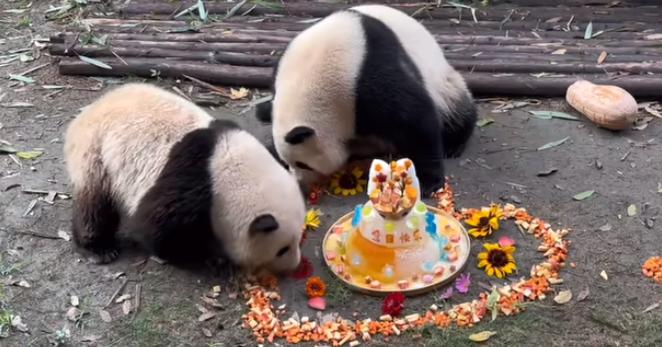 为什么萌兰生日和花花同一天生日,熊猫和花和萌兰现状