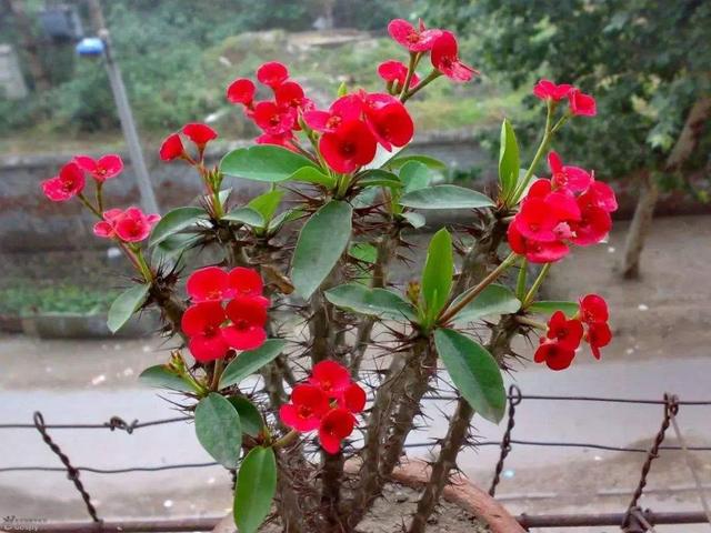 十种花不宜在室内养,这4种花最好别养在室内