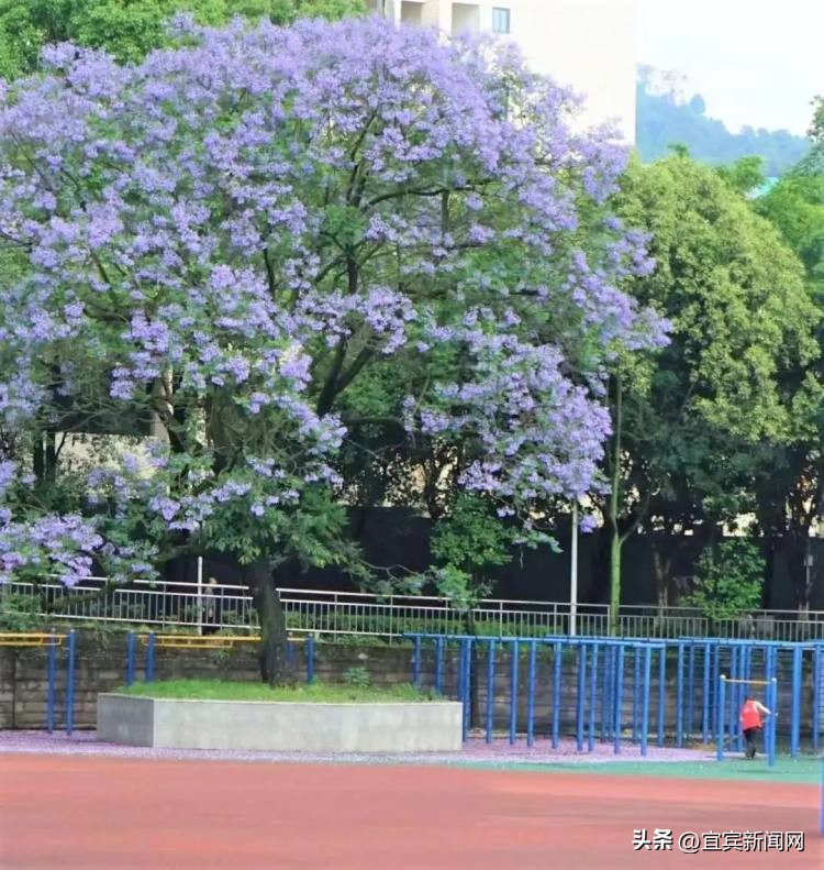 泸州蓝花楹打卡地,蓝花楹打卡点照片