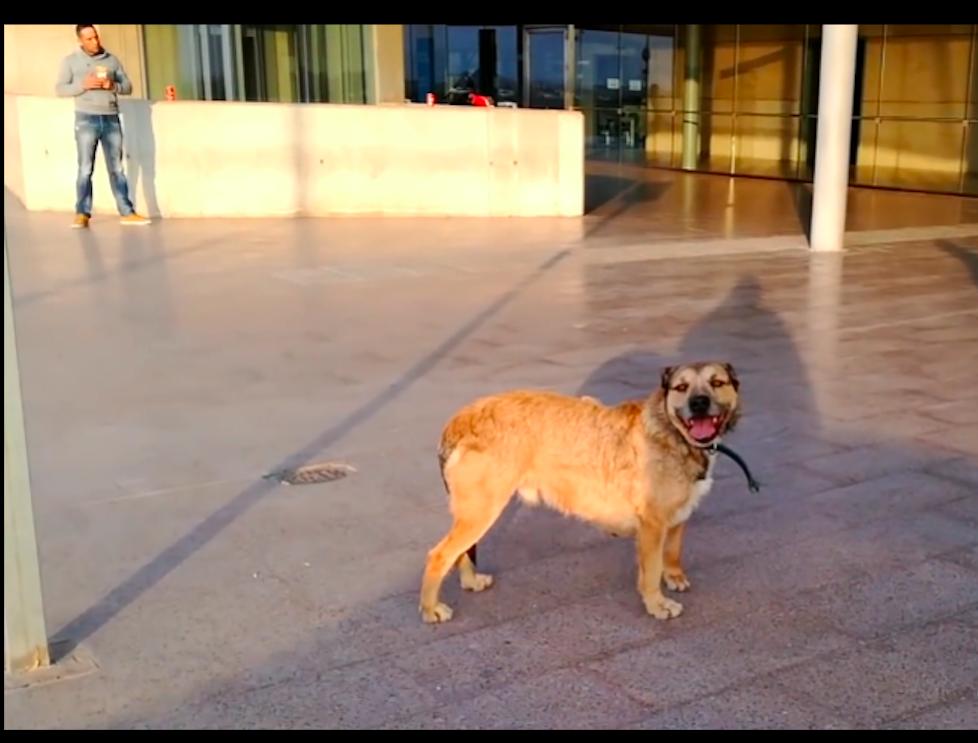 狗狗生病了怎么办去哪里治疗,狗狗生病了应该去哪里治疗