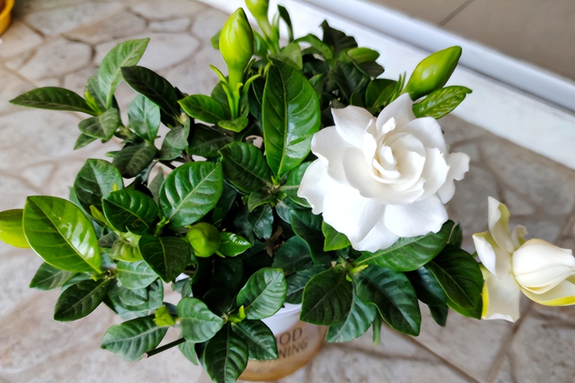 浇水后兰花盆底还是积了少量的水,给花浇水水全部从底部流走